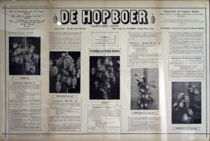 De verloren hoppen van België: Groene bel, Coigneau, Witte rank... Collectie Hopmuseum Poperinge.