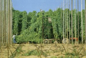 Hopoogst in België: er resteert nog een schamele 160 hectare. Bron: Westflandrica